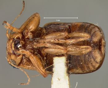 Media type: image; Entomology 8764   Aspect: habitus ventral view